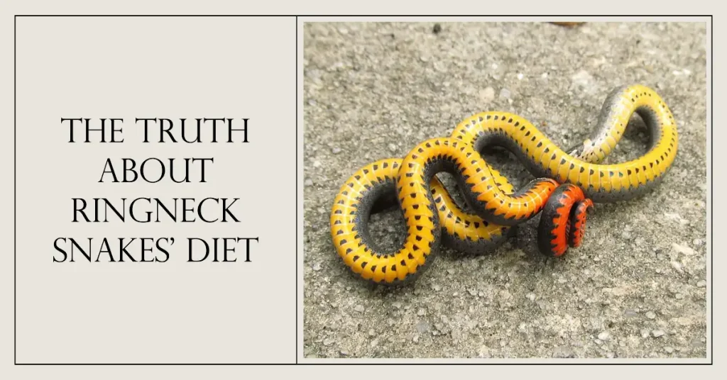 what do ringneck snakes eat