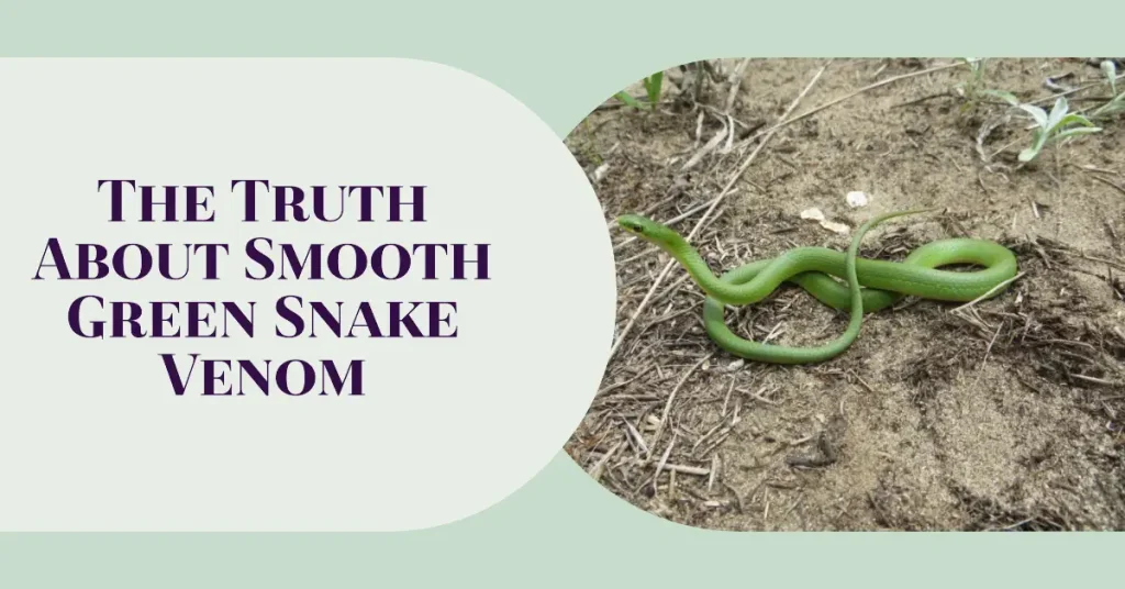 are smooth green snakes venomous