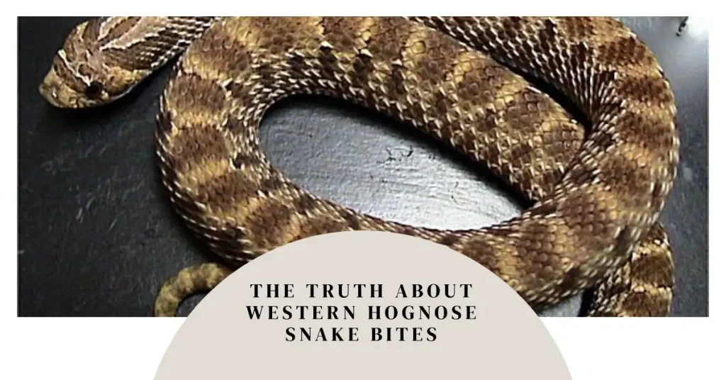 do western hognose snakes bite?