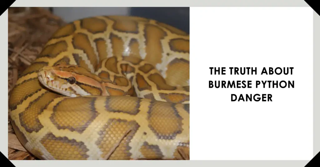 Are Burmese pythons dangerous?