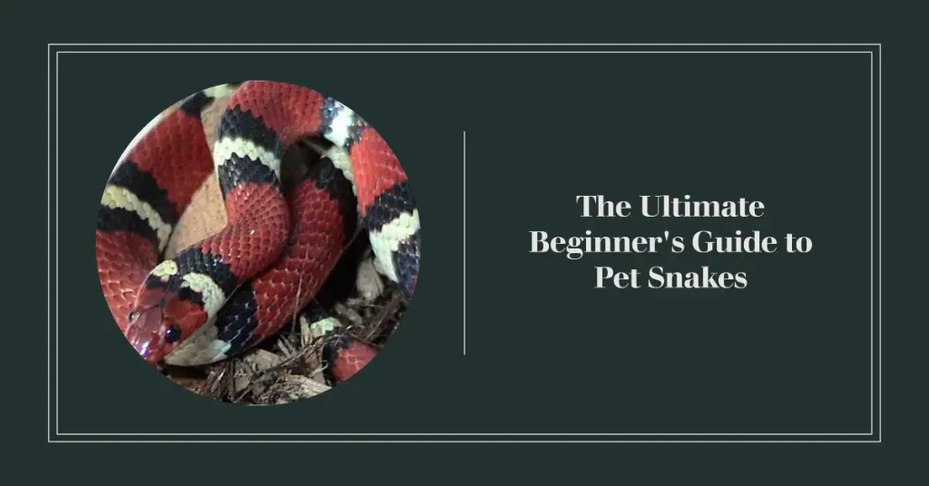 best pet snakes for beginners