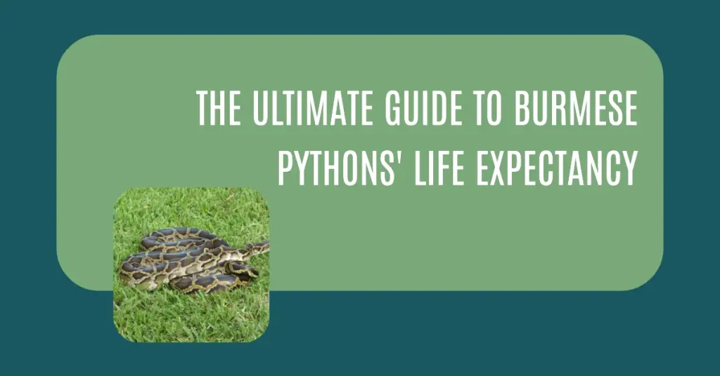 How long do Burmese pythons live?