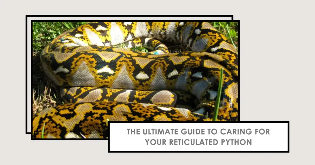 reticulated python care