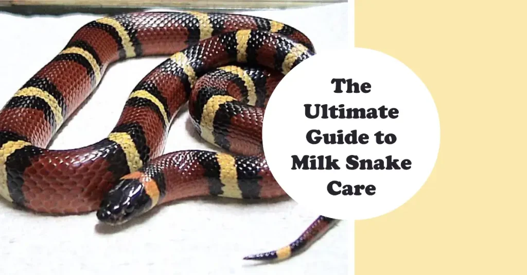 milk snake care