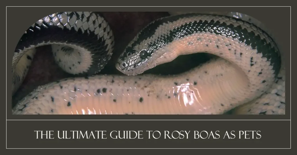are rosy boas good pets?