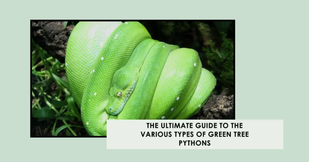 types of green python