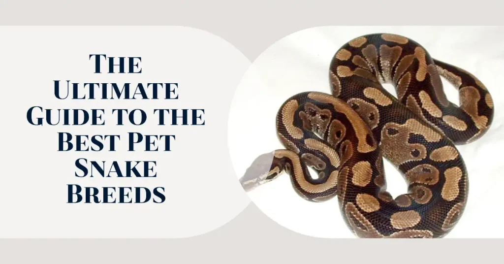 breeds of pet snakes