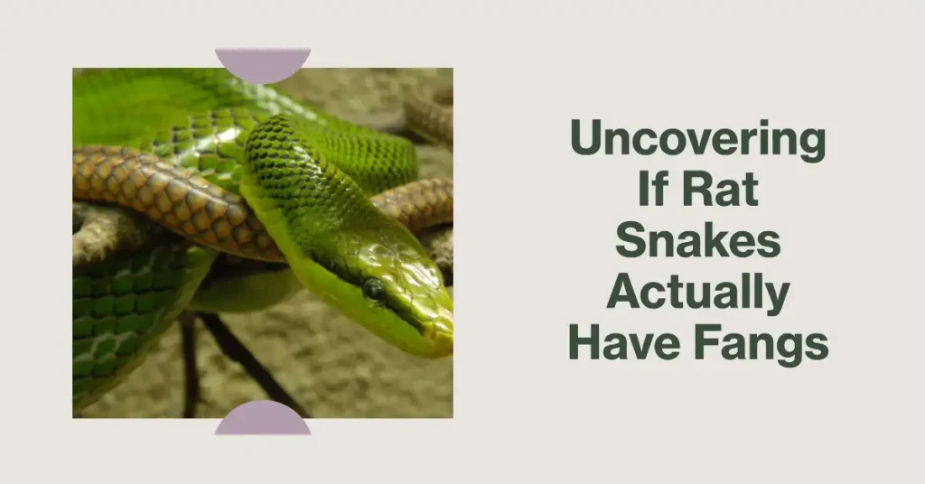 do rat snakes have fangs?