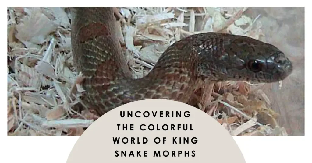 king snake morphs