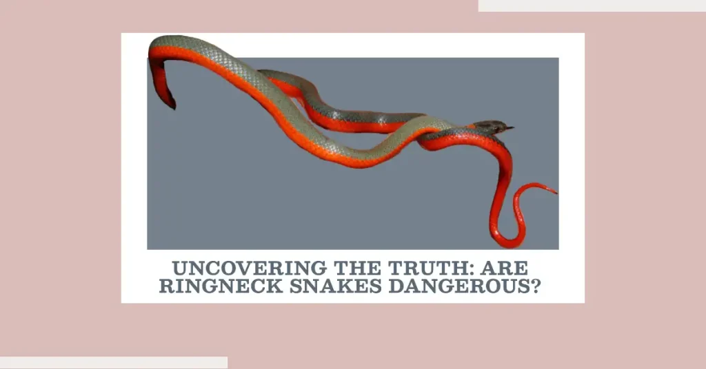 are ringneck snakes dangerous?