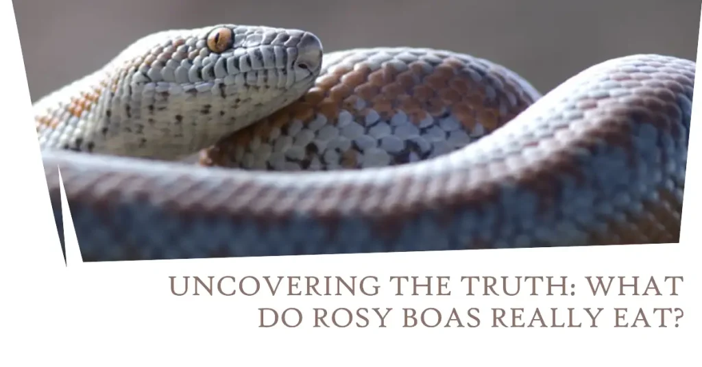what do rosy boas eat?
