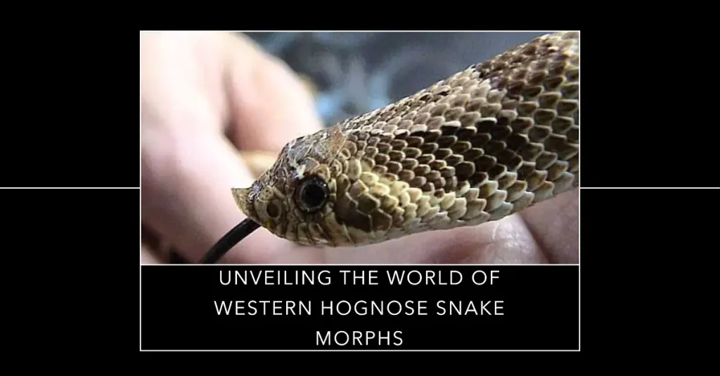 western hognose snake morphs