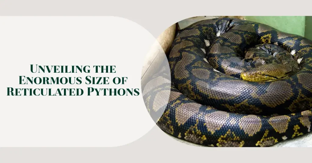 how big do reticulated pythons get