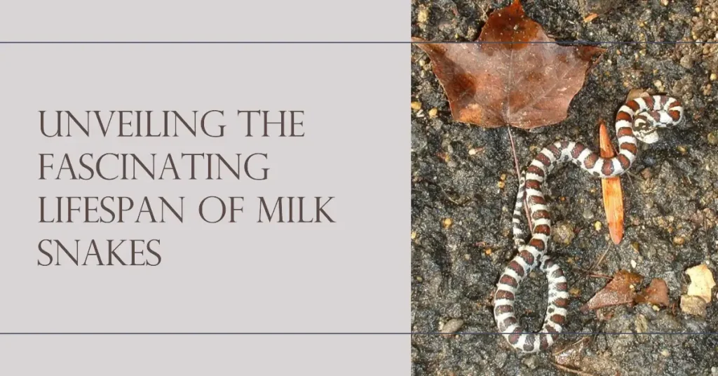 milk snake lifespan