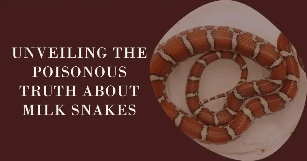 are milk snakes poisonous?