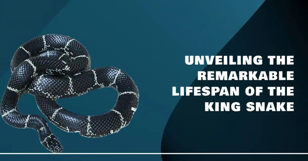 king snake lifespan