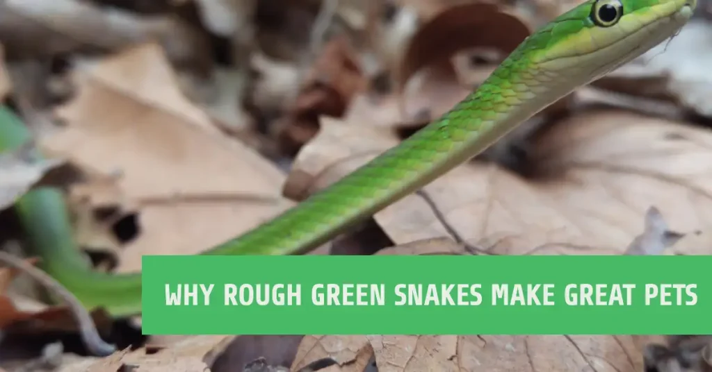 rough green snake as pet