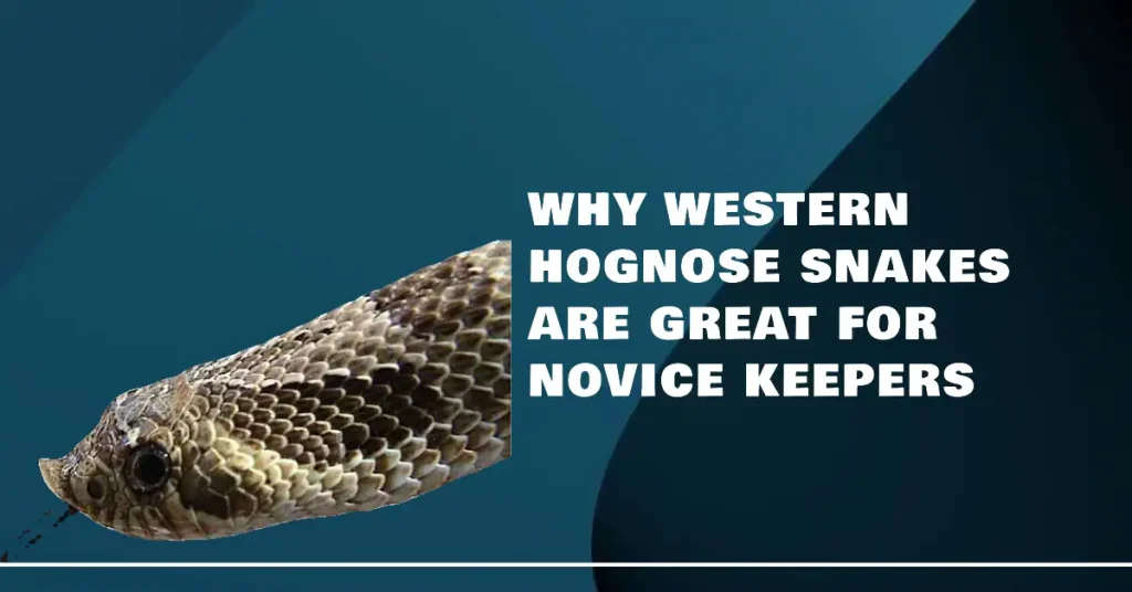 are western hognose snakes good for beginners