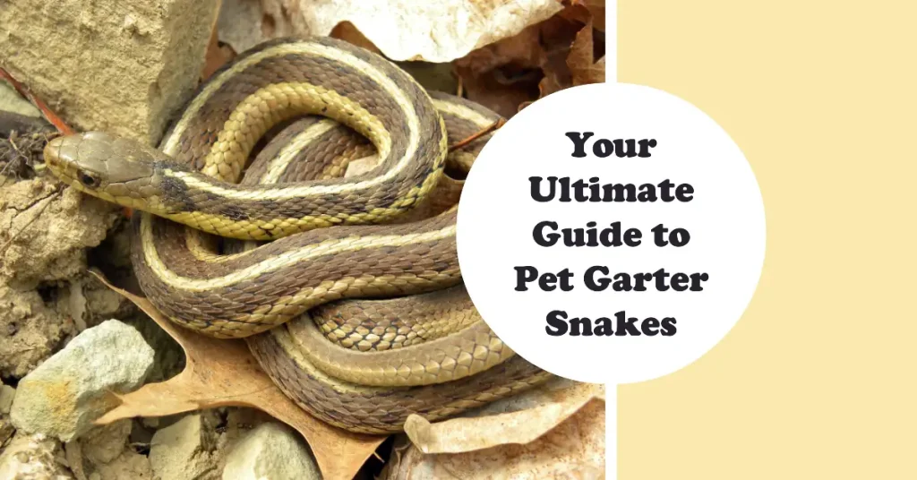 garter snake as pet
