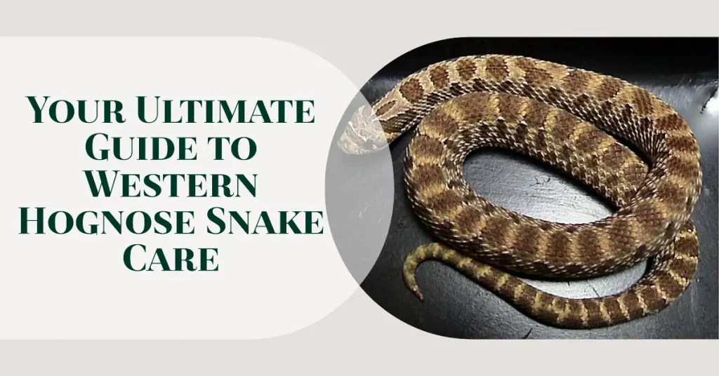 western hognose snake care