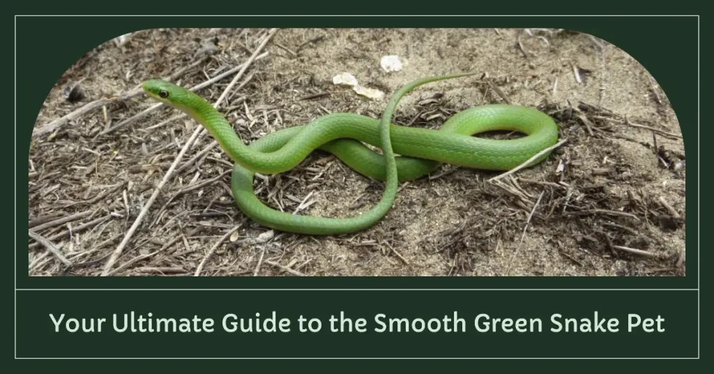 smooth green snake pet